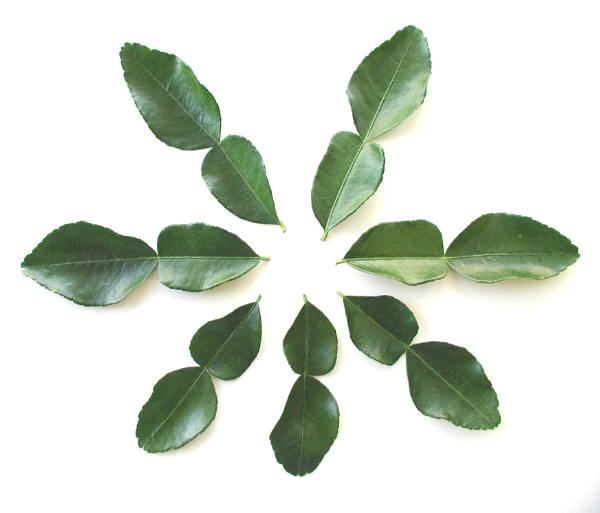 '卡菲尔'莱姆叶 Kaffir lime leaves