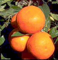 ‘阿佩普’酸橙 Citrus aurantium var. bigaradia 'Apepu' © C. Jacquemond / INRA
