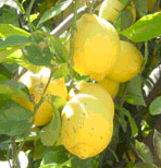 '宜昌'大翼橙 Ichang papeda, Citrus inchangensis