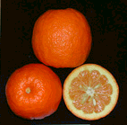 酸橙 Citrus aurantium, sour orange
