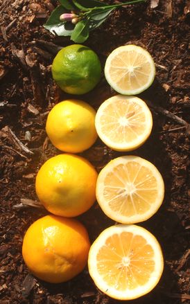 '北京柠檬' Meyer lemon