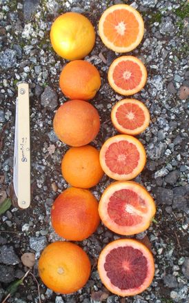 '摩洛血橙' Moro blood orange