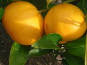 '珀赖因'柠莱姆 'Perrine' lemonine