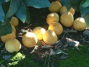 ‘红晕’葡萄柚'Redblush' grapefruit