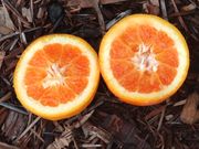 '露比'浅色血橙 Ruby light blood orange