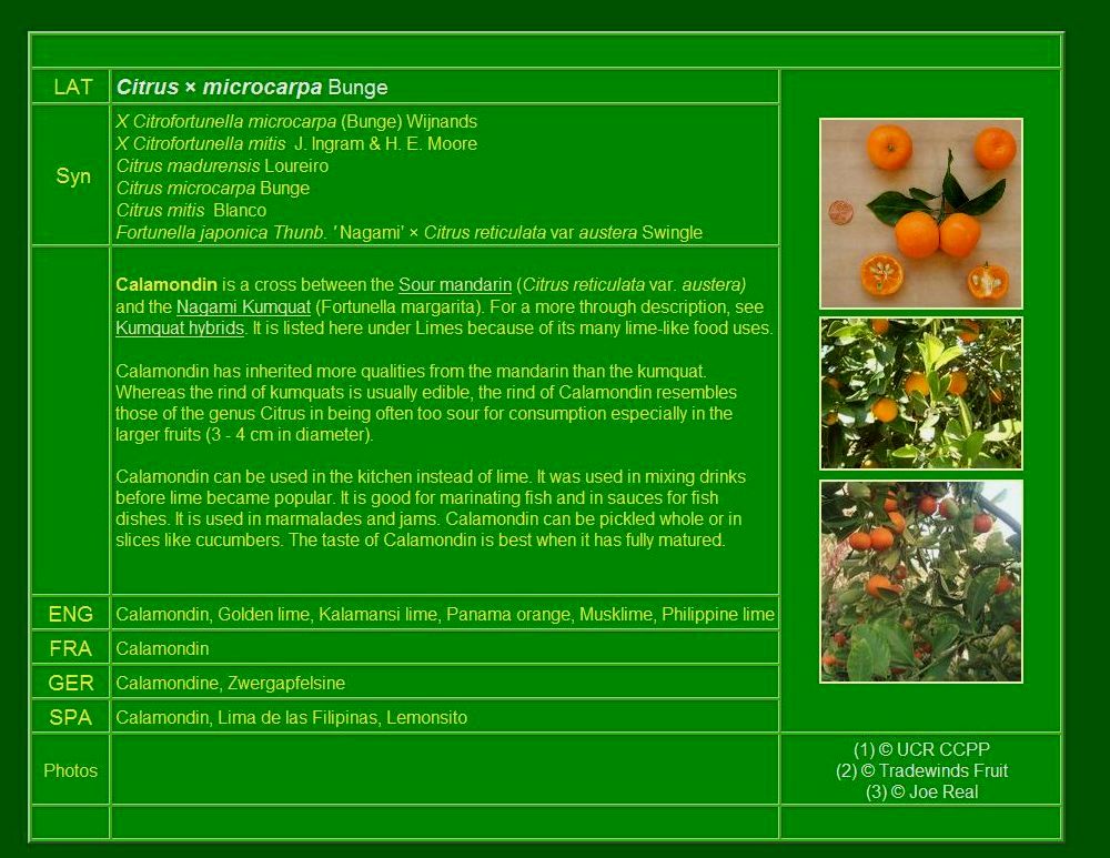 品种描述 Fruit description