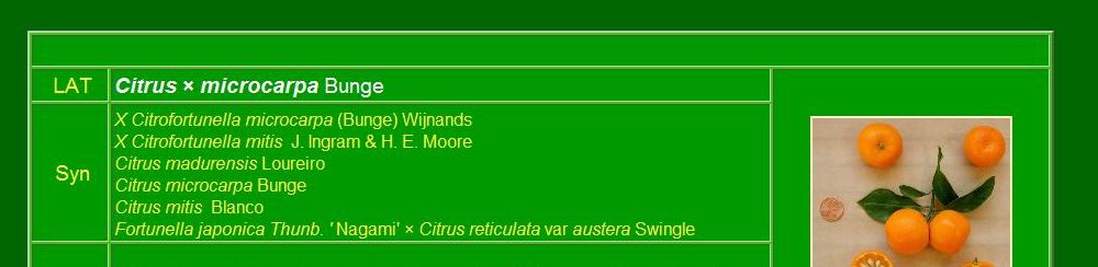 品种描述 Fruit description