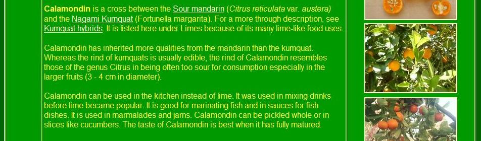 品种描述 Fruit description