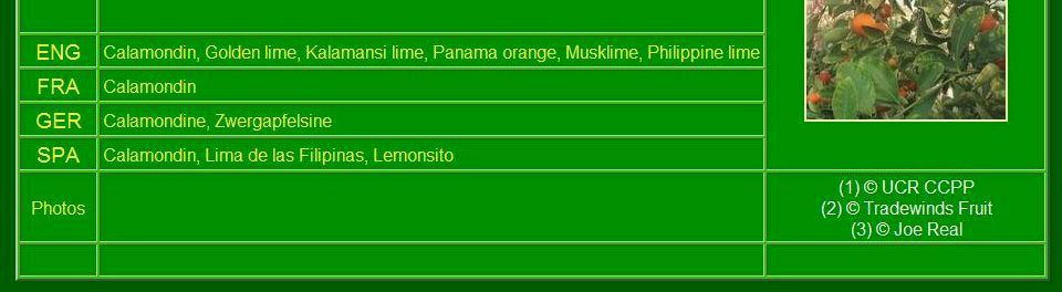 品种描述 Fruit description