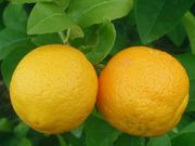 '沃尔卡'默柠檬 Volkamer lemon