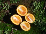 ‘华盛顿红色’血橙Washington Sanguine light blood orange