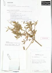 美国农业部国家植物园指檬的正模标本图片 Holotype of Citrus wintersii at USDA National Arboretum