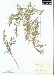 美国农业部国家植物园指檬的正模标本图片 Holotype of Citrus wintersii at USDA National Arboretum