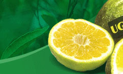 UGLI - The Exotic Tangelo from Jamaica