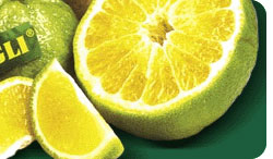 UGLI - The Exotic Tangelo from Jamaica