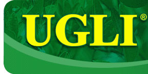 UGLI - The Exotic Tangelo from Jamaica