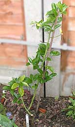 #119 planted outside in England 2005