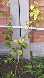 #119 planted outside in England 2004