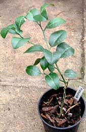 newly budded #119 citrange 2001