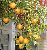 Carizzo citrange bunch of fruit