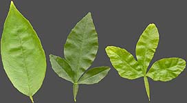 Orange, citrange, Poncirus leaves