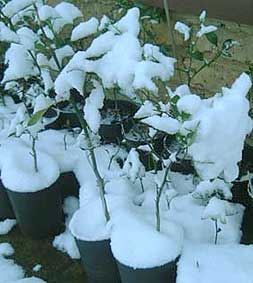 citrange seedlings in snow