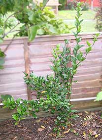 Morton citrange plant UK 2005