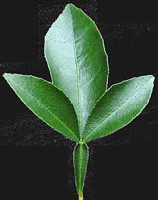 Morton citrange leaf detail