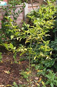 Troyer Citrange plant UK 2005